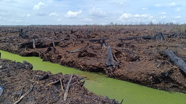BPGMN Dinilai Jangan Ulangi Pola Lama Pengelolaan Gambut dan Mangrove